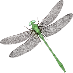 Dragonfly PNG-26264